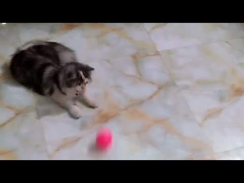 Candy-likes to play with the ball