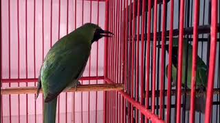 Download lagu CUCAK IJO GACOR isian tengkek cililin. mp3