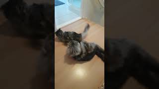 Maine coon vs Norwegian forest cat