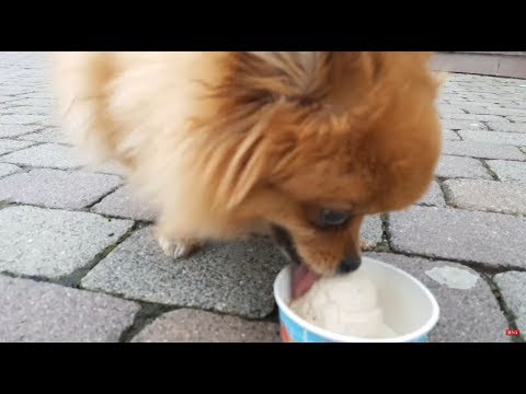 Eis für Hunde - mit Leberwurstgeschmack - Eisdiele in Immenhausen