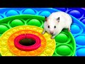 Hamster Colorful DIY Pop It Maze - Obstacle Course with Ball Pool
