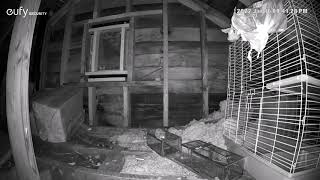 Trapping Flying Squirrels in Attic