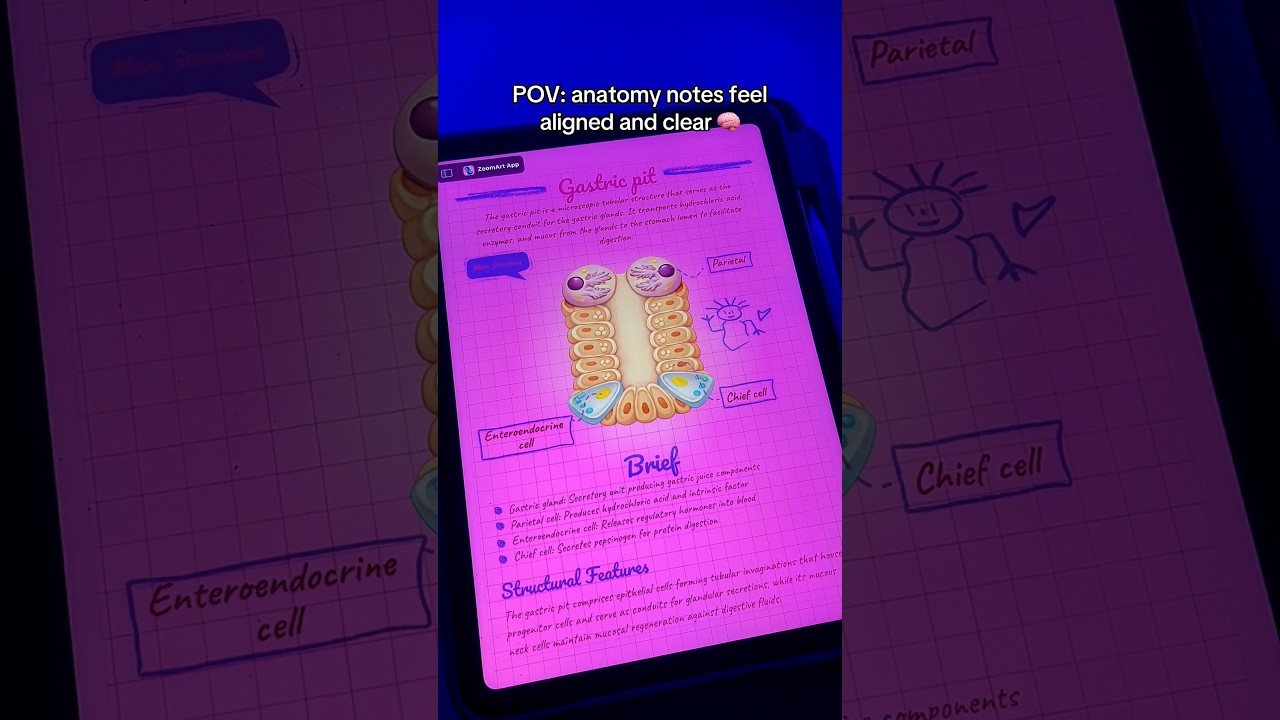 everything organized in ZoomArt App 🗃️#studytok #anatomy #studywithme #notes #studytips