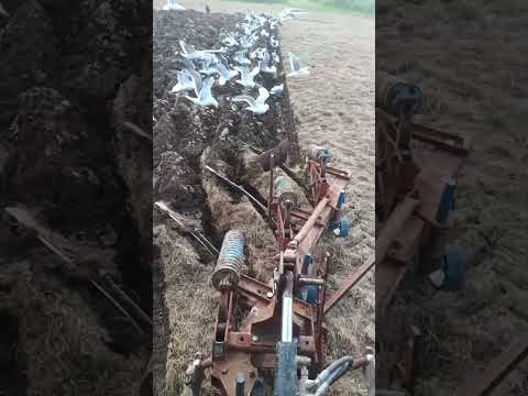 Kyllingstad 3 furrow plough - Image 2