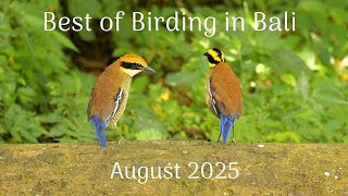 Download lagu Kumpulan Foto Burung Terbaik di Bali - Agustus 2025 mp3 Download lagu Kumpulan Foto Burung Terbaik di Bali - Agustus 2025 mp3