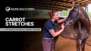 5 Simple &quot;Carrot Stretches&quot; for your horse