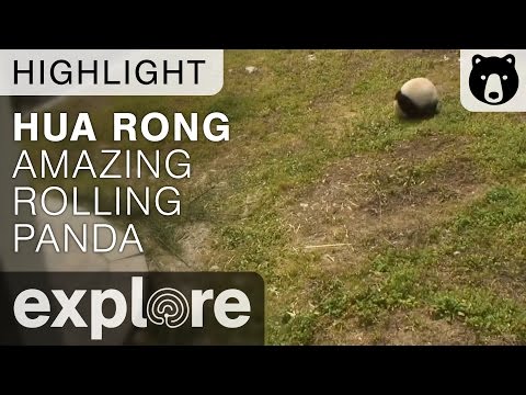 Un pui de panda a oferit un adevărat spectacol! Vizitatorii grădinii zoologice s-au topit de dragul lui!