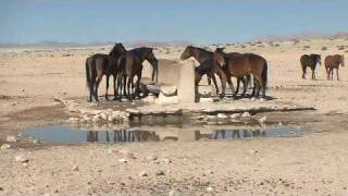preview picture of video 'Wild Horses outside Aus in Namibia'