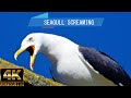 Seagulls Screaming Loudly Seagull Sounds Effect Seagulls Calling