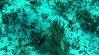 preview picture of video 'Joey & Lisa snuba diving xcaret cancun gopro dive housing'