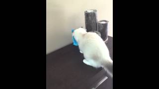 Mauws gaat er met de snoepjes vandoor