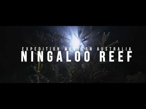 OCEARCH Top 10 Memorable Moments: #5 - Expedition Western Australia - Ningaloo Reef