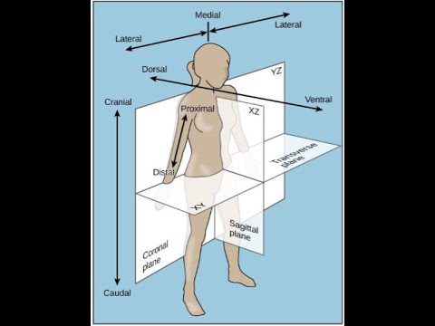 Anatomia Humana Básica - Introdução