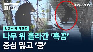 [김종석의 리포트]나무 위 올라간 ‘흑곰’, 중심 잃고 ‘쿵’ / 채널A / 뉴스A CITY LIVE