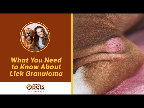 What You Need to Know About Lick Granuloma