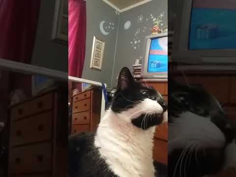 Ed Sheeran Perfect Cat goes Viral!!