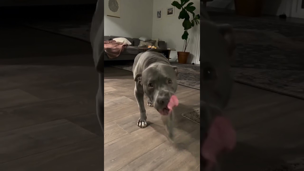 Enlarge Balue, a Adoptable Pit Bull Terrier in Los Angeles, CA video 6/6