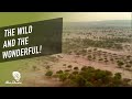 Sir Bani Yas Island S Wildlife Park InAbuDhabi Discovery