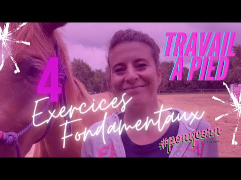[TRAVAIL À PIED] 4 exercices indispensables pour éduquer son cheval