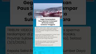 GEGER Penampakan Paus Sperma Terdampar di Pesisir Kolaka Sulawesi Tenggara
