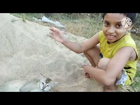 kritika and sweety playing together in outside......#petlover #pets .