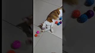 Playing with ball..🐾️🥰 #shortsfeed #cat #catplaying #shorts #catvideos #catlovers