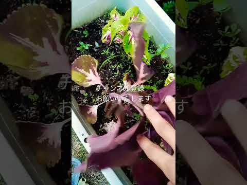 園芸 コリウス、コリオール