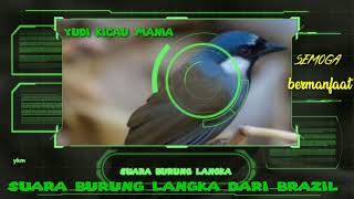 Download lagu suara burung langka dari Brazil mp3 Download lagu suara burung langka dari Brazil mp3