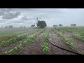 After Vavni Very Heavy Rain In Sitapur Village August 2021 Vadi Farm Bhavnagar District Gujarat