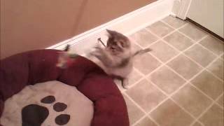 preview picture of video 'Cupcake - Adorable Dilute Tortoiseshell Tabby Female Kitten for Adoption - **Adopted**'