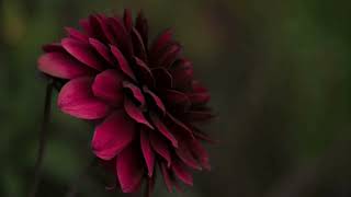 Download lagu Maddie Poppe - Wildflowers Karaoke (minimal vocals) mp3