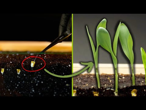 Satisfying Timelapse: Sprouting CORN seeds