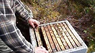 preview picture of video 'May 8, 2010 - Beekeeping near Nausdal with Eivind Vereide'