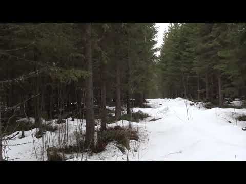 Metsolan metsäkoulu 101 - Onnistuinko vaiko en?