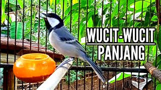 Download lagu GLATIK WUCIT2 PANJANG #gelatikbatugacor #glatikfullisian #glatik mp3 Download lagu GLATIK WUCIT2 PANJANG #gelatikbatugacor #glatikfullisian #glatik mp3