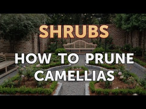 How to Prune a Bottlebrush Shrub
