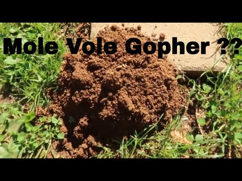 それはハタネズミかホリネズミですか: 塚で見分ける方法