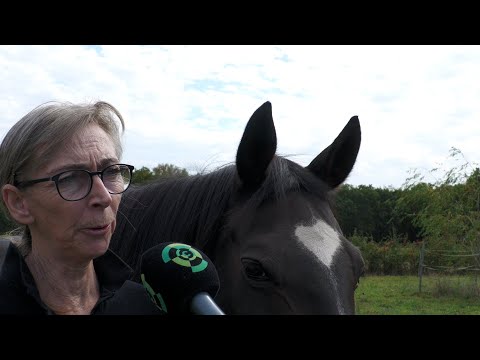 Initiatief ProPaard & Rijden 2050 moet het houden van paarden ook voor de dieren prettiger maken