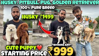 Cheapest Dogs Market In Delhi NCR | Husky, German Shepherd, Pitbull | Dog in 699* | SK Pet Shop