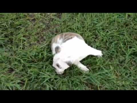 Max, Zuco, Zuca y Naima