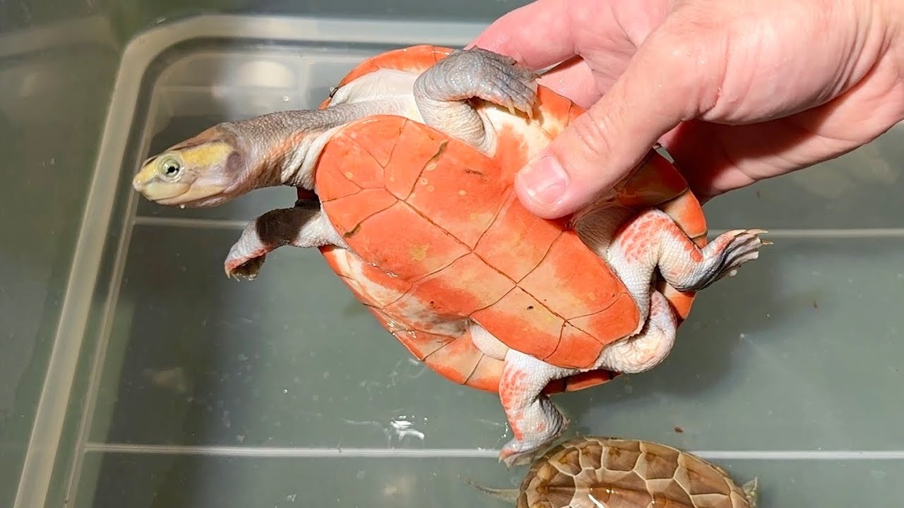 ド派手なカメたちを入荷しました【アニマルシェ販売生体紹】