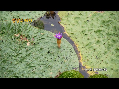 가시연 (조박저수지)