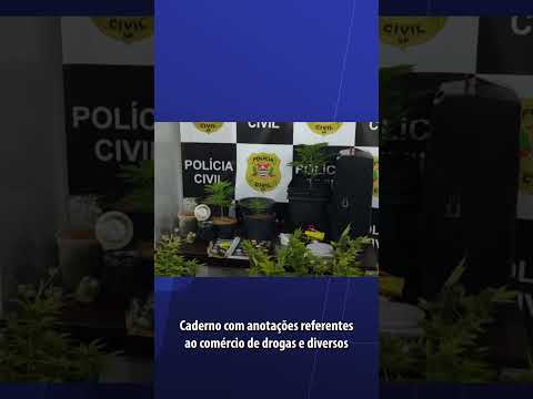 PÉS DE MACONHA SÃO APREENDIDOS EM CASA DE AMÉRICO BRASILIENSE