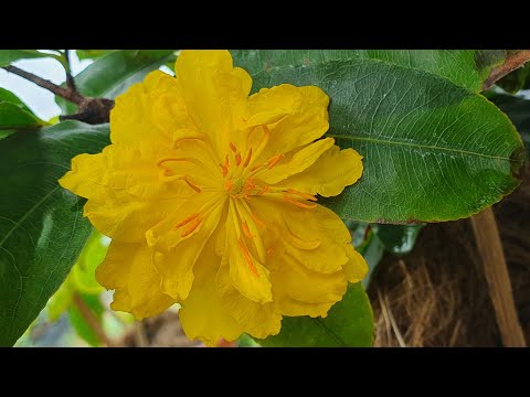 7/9 gl cây mai lùm tàn thông 1c cúc quan diu có mặt hoa giá 1tr2 lh 0767172826 thảo