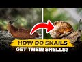How Do Snails Get Their Shells? (Are Snails Born With Their Shells?)