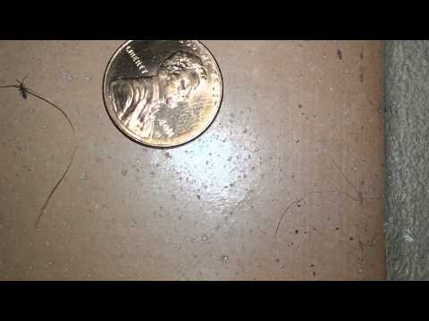 image-What are these little tiny black bugs?