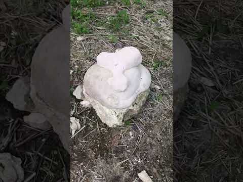 cenote melchor de mencos peten