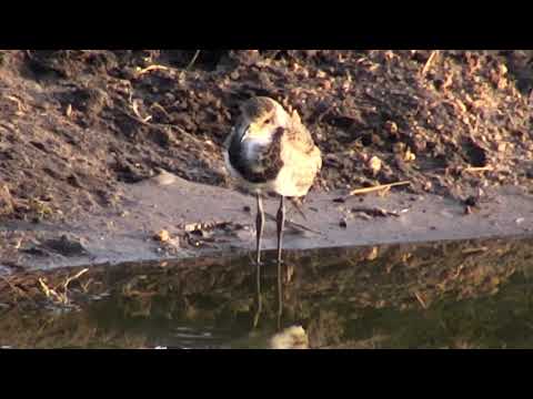 Djuma: Blacksmith Lapwing chick(44 days old) - 06:07 - 10/12/18