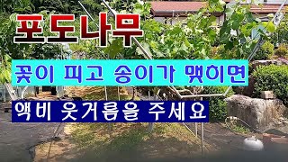 [텃밭농부 1,504]  포도밭에 꽃이 피고 열매가 열릴 때. 액비로 웃거름 주는 방법 #포도재배