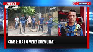 Geger! Dua Ular Sanca Empat Meter Ditemukan di Gorong gorong Apotek